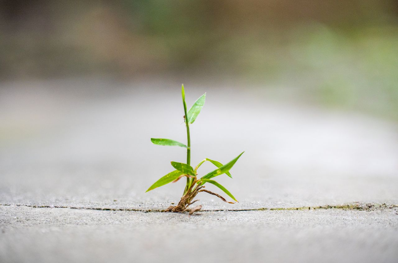 A single green plant sprouts resiliently through a concrete surface.
